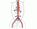 Lower Circulatory System (Drawn image) Cat Anatomy