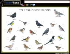 Game | The birds in your garden