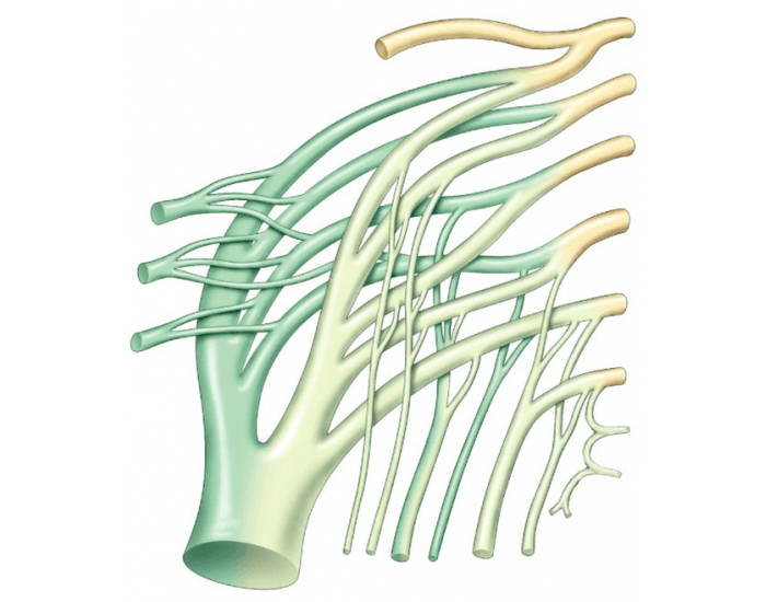 Sacral Plexus Quiz Biology Diagrams