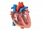 Label the Structure of the Heart