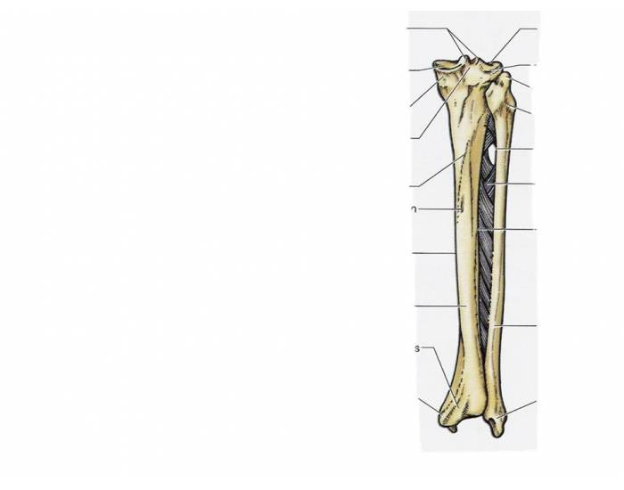Posterior Tib/Fib Quiz
