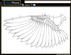 Game | Wing Anatomy