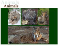 The four extant species of Lynx