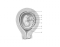 Human embryo I