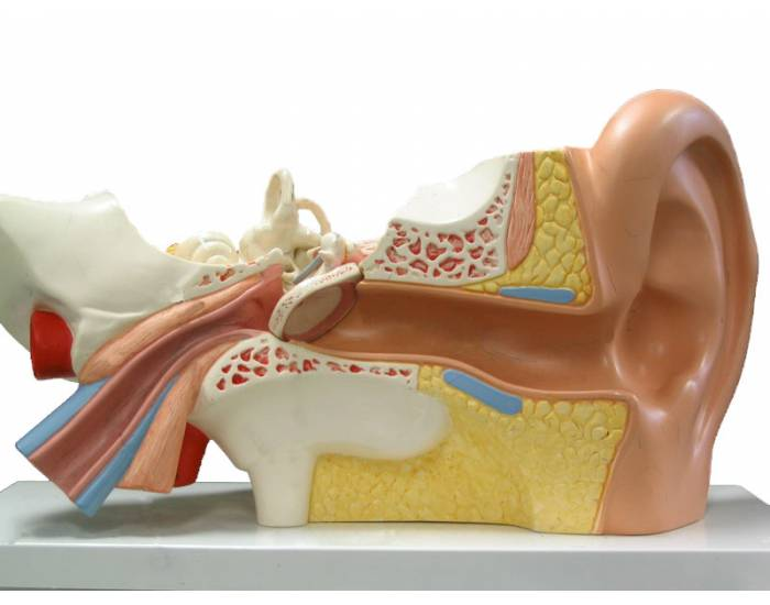 Labelling Ear Model Basic A&P Labelling Human Ear Model Quiz