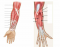 Test 5--Muscles of the Upper Limb