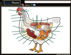 Internal anatomy of a chicken