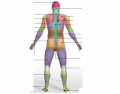 Posterior Anatomical Regions of the Body
