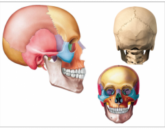 Skull Bones and Sutures Quiz Part 1
