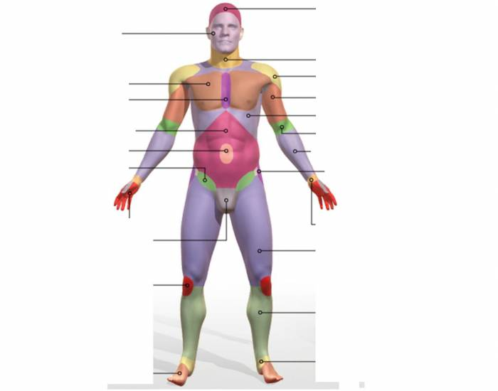 Anterior Anatomical Regions of the Body Quiz