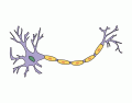 Label a Neuron