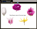 Tulip flowers come in five main types