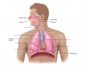 Major Respiratory Organs