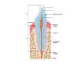 Longitudinal Section of Canine Tooth