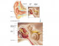 Structure of the Ear
