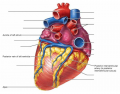 Anatomy of the Heart (Posterior)
