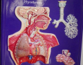 human respiratory system (THE BASICS)