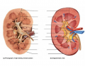 Internal Anatomy of the Kidney