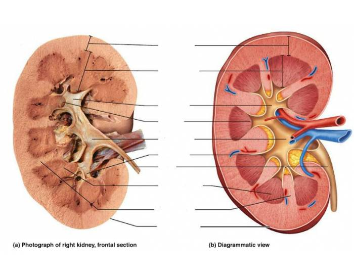 kidney diagram labeled