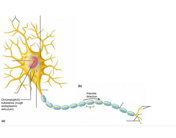 Parts of a Neuron Quiz