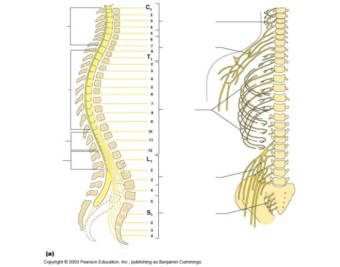 Nerves of Spinal Cord — Printable Worksheet Nerves of Spinal Cord — Printable Worksheet