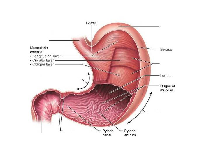 Anatomy of the Stomach Quiz