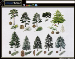  A few types of Conifers