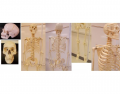 human skeleton bones (THE BASICS)