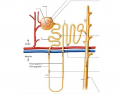 Structure of Nephrons