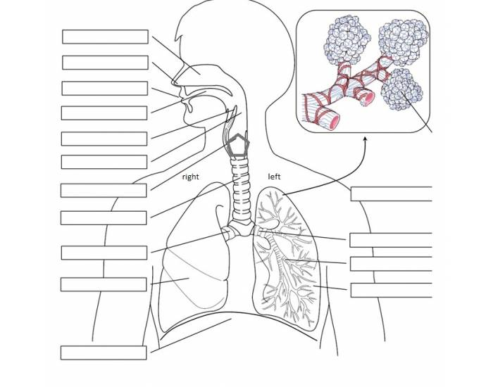 Respiratory System Quiz