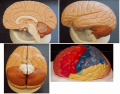 HumanBrain Anatomy (THE BASICS)