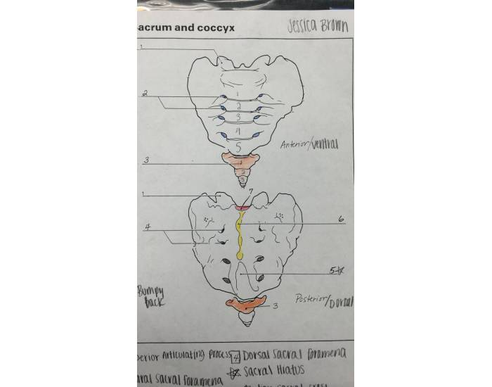 Bony Features Sacrum Printable Worksheet