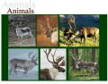 Six subspecies of Reindeer