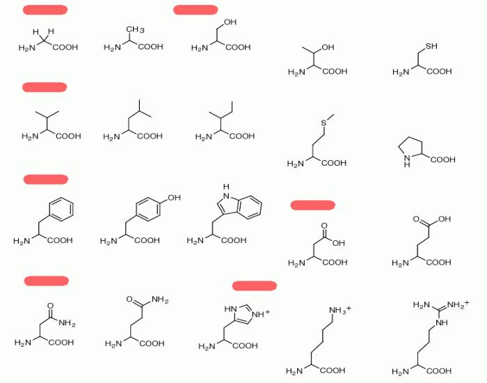 Amino Acids Quizzes
