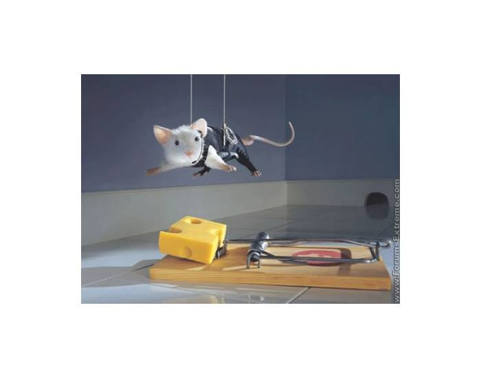 Agente Mouse Secret Agent Mouse! Quiz