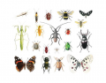 Insects of Europe (orders)