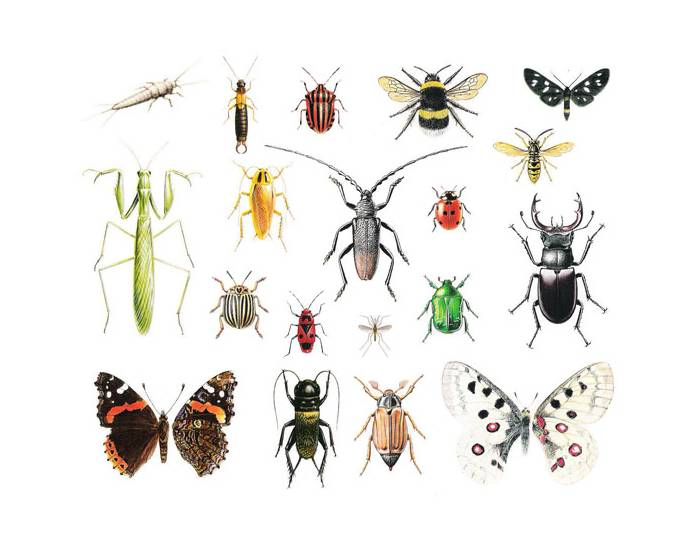 Insects In Europe Insects of Europe Quiz