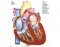 Heart Anatomy I