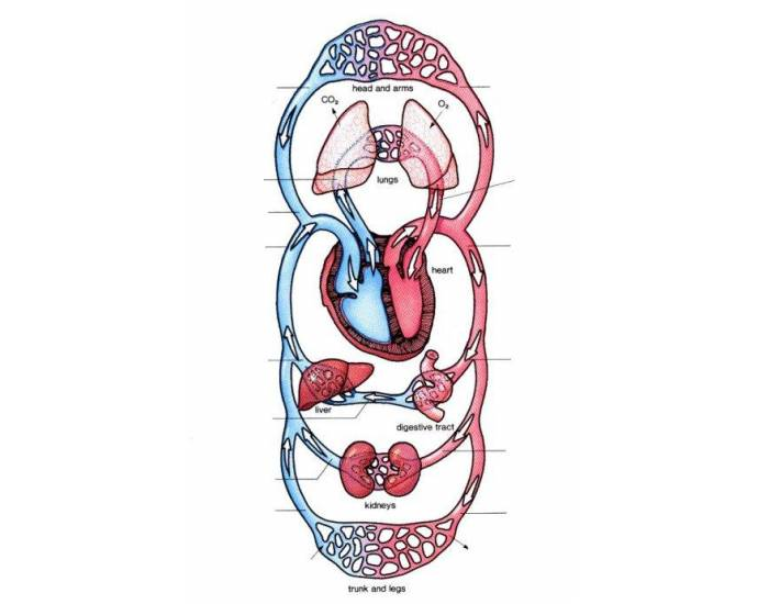 Quiz - The Circulatory System