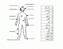 Arabic: The Human Body (easy)