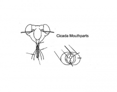 Cicada mouthparts 1