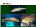 Three species of cod (genus Gadus)