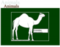 Anatomy of  Dromedary (Arabian Camel)
