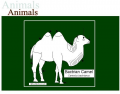 Anatomy of Bactrian Camel
