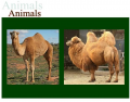 Two species of Camel