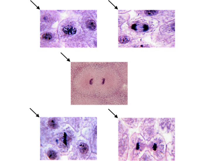 Phases of Mitosis Quiz