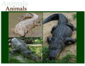 Subgroups of Crocodilia (Crocodylia)