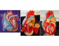 human heart anatomy -the basics