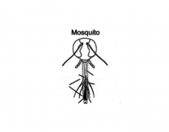 Mosquito mouthparts 1