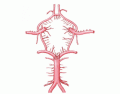 Circle of Willis Anatomy (inferior view, dissected out)